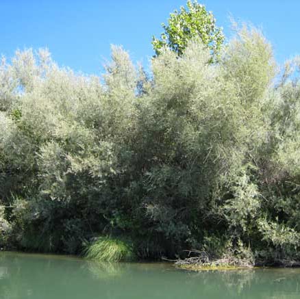 Willow, Sandbar (25 per bundle)