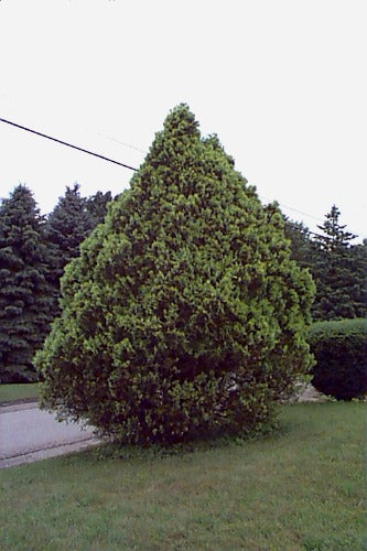 Arborvitae, American (bundles of 50)