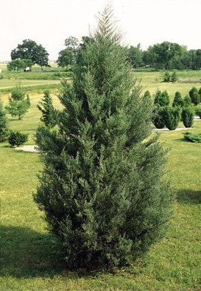 Eastern Red Cedar (Bundles of 50)