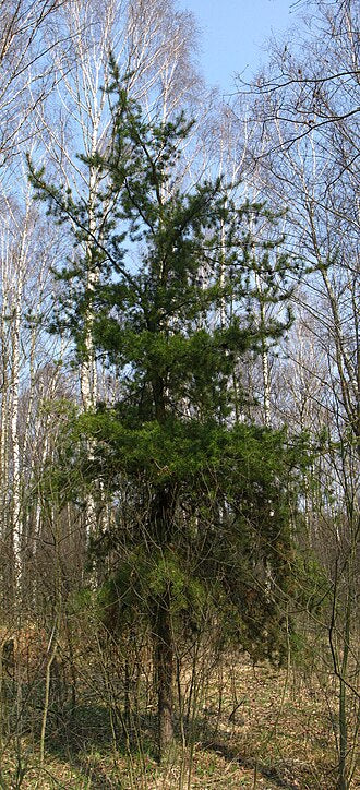 Pine, Jack (50 per bundle)