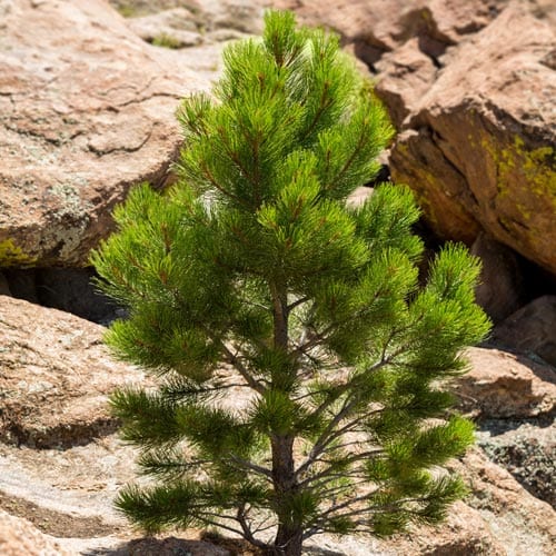 Pine, Ponderosa (50 per bundle)