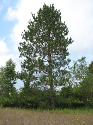 Pine, Red (Bundles of 50)