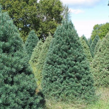 Pine, Scotch (50 per bundle)