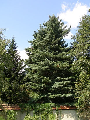 Pine, White (50 per bundle)