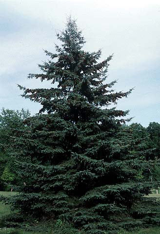 Spruce, Black Hills (50 per bundle)