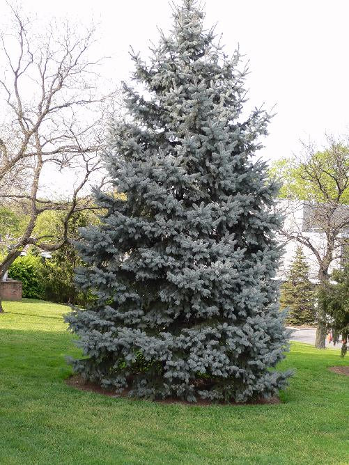 Spruce, Colorado (50 per bundle)