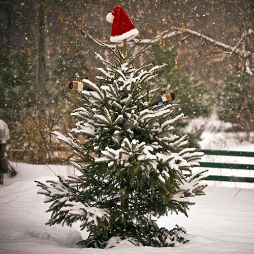 Spruce, White (50 per bundle)