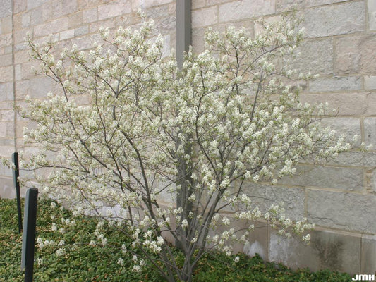 Serviceberry, Alleghany (bundles of 25)