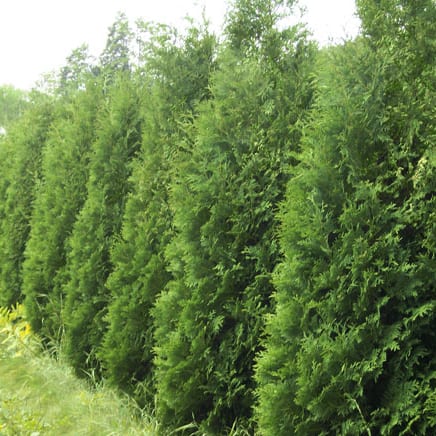 Arborvitae, American (bundles of 50)