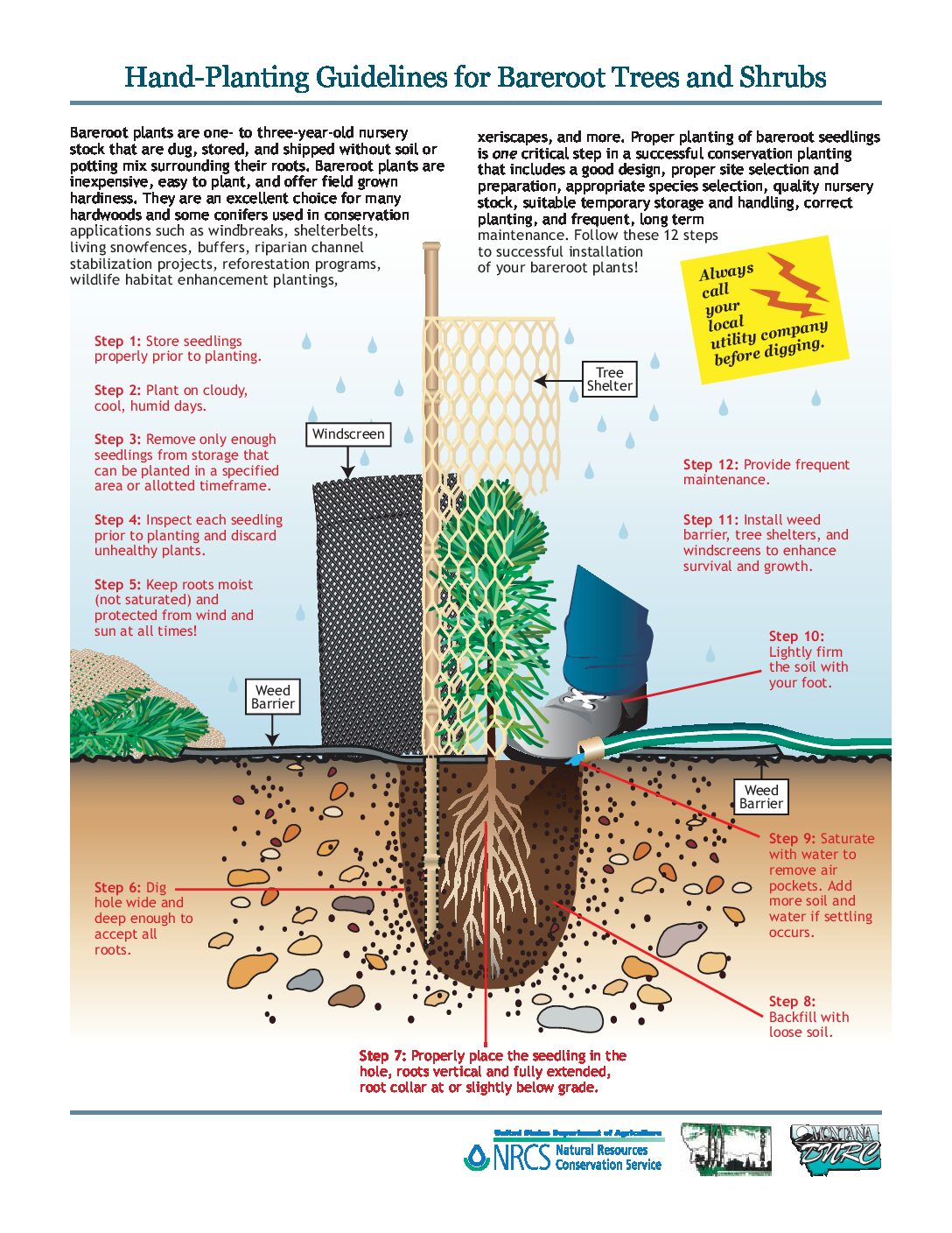 Tree Planting Instructions.pdf Planting Instructions | How to Plant Your Trees the Right Way