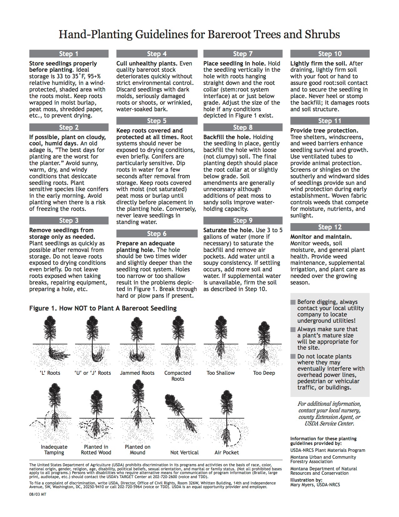 Tree Planting Instructions.pdf Planting Instructions | How to Plant Your Trees the Right Way
