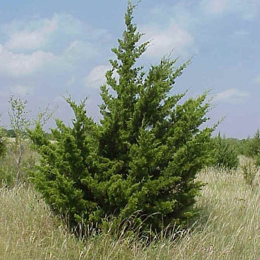 Eastern Red Cedar (Bundles of 50)