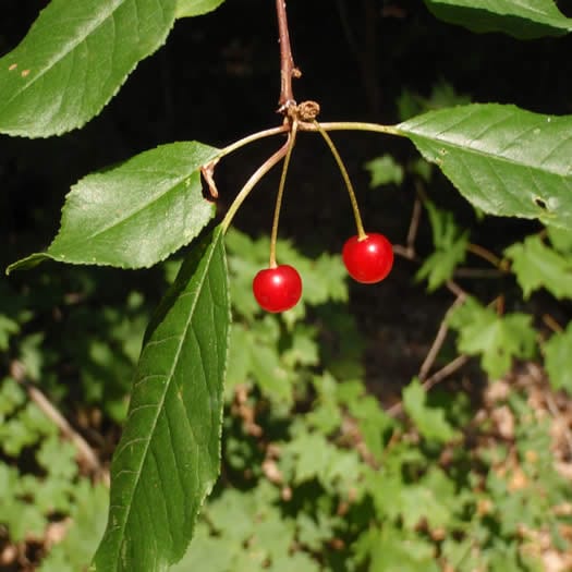 Cherry, Pin (bundles of 25)