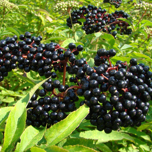 Elderberry (bundles of 25)