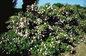 Rose, Hansen Hedge (bundles of 25)