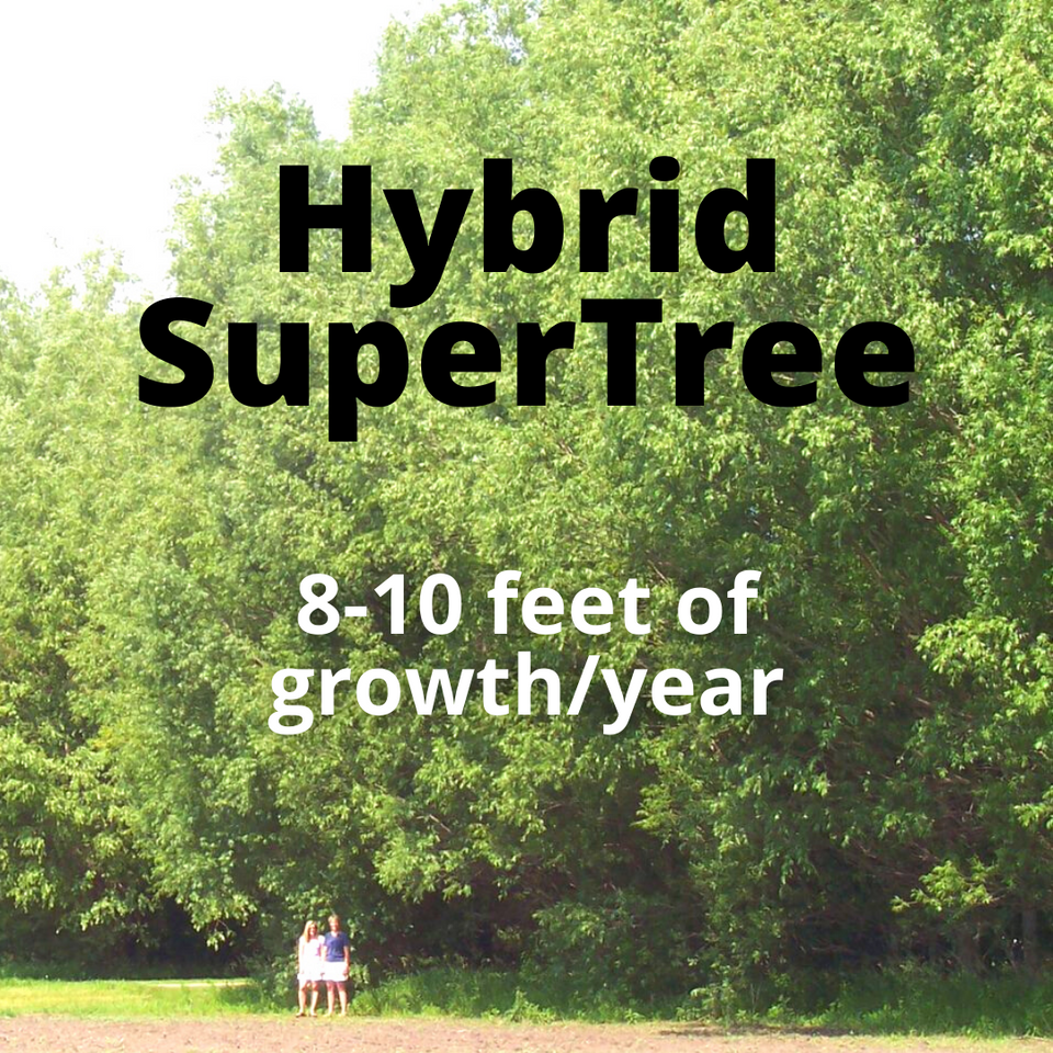 Hybrid SuperTree available from Karsten Nursery, featuring fast growth and climate adaptability