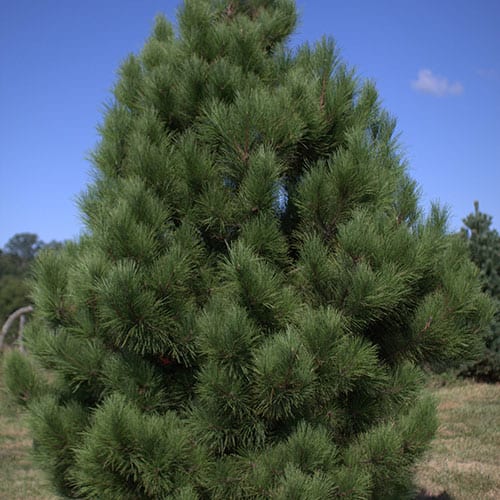 Pine, Red (Bundles of 50)