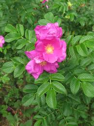 Rose, Rugosa (bundles of 25)