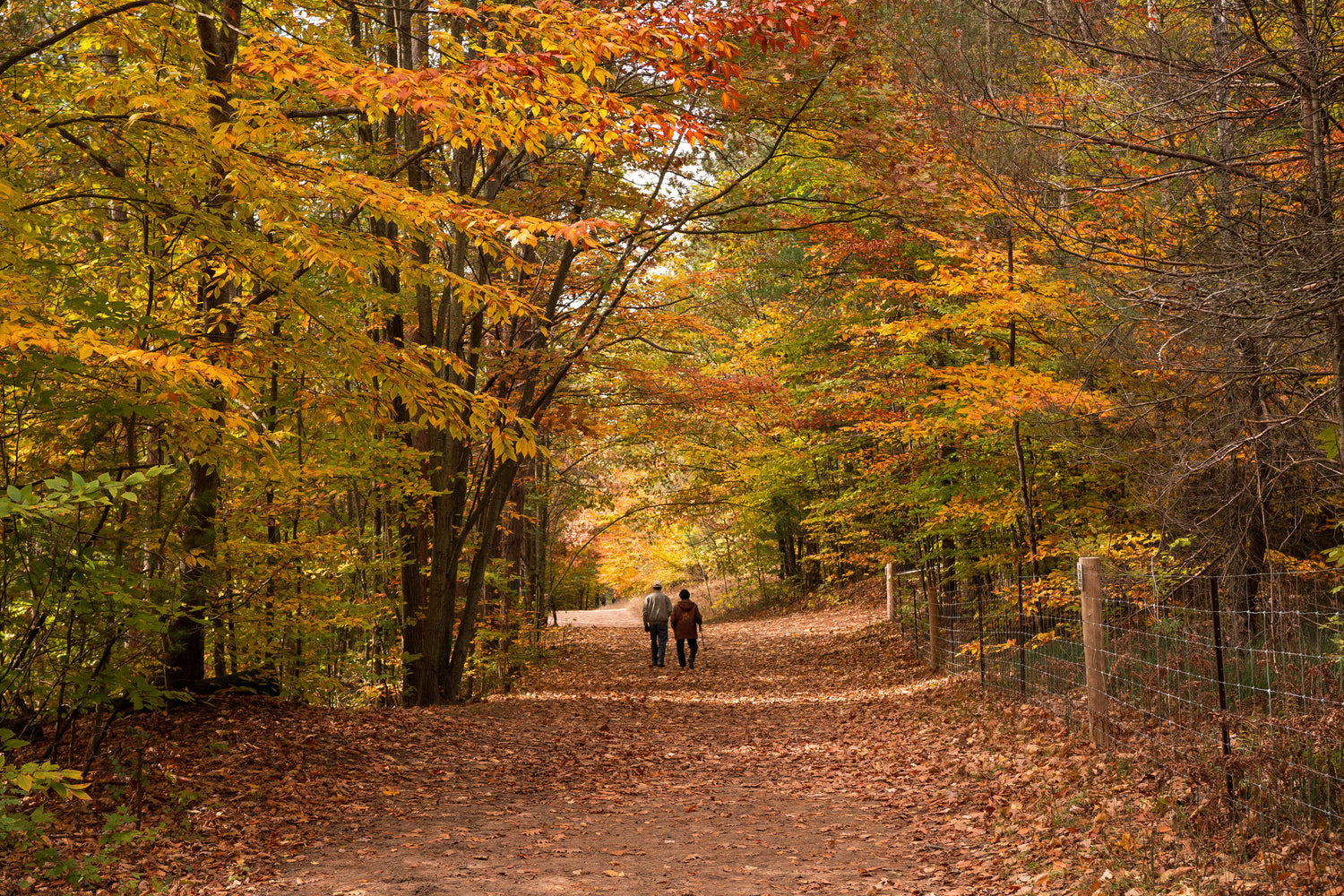 Two people walking down a path lined with trees with autumn foliage.