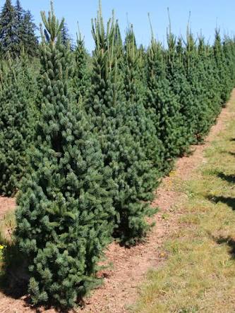 Spruce, Black (bundles of 50)