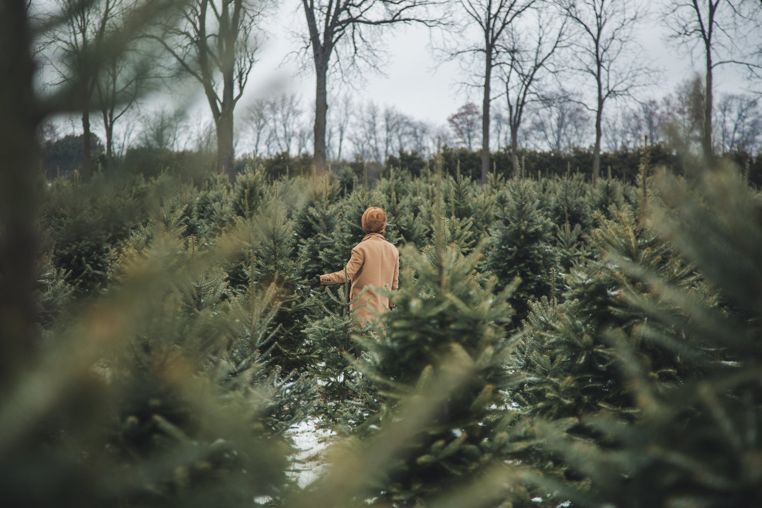 Person walking through a field of trees, possibly at a Christmas tree farm.