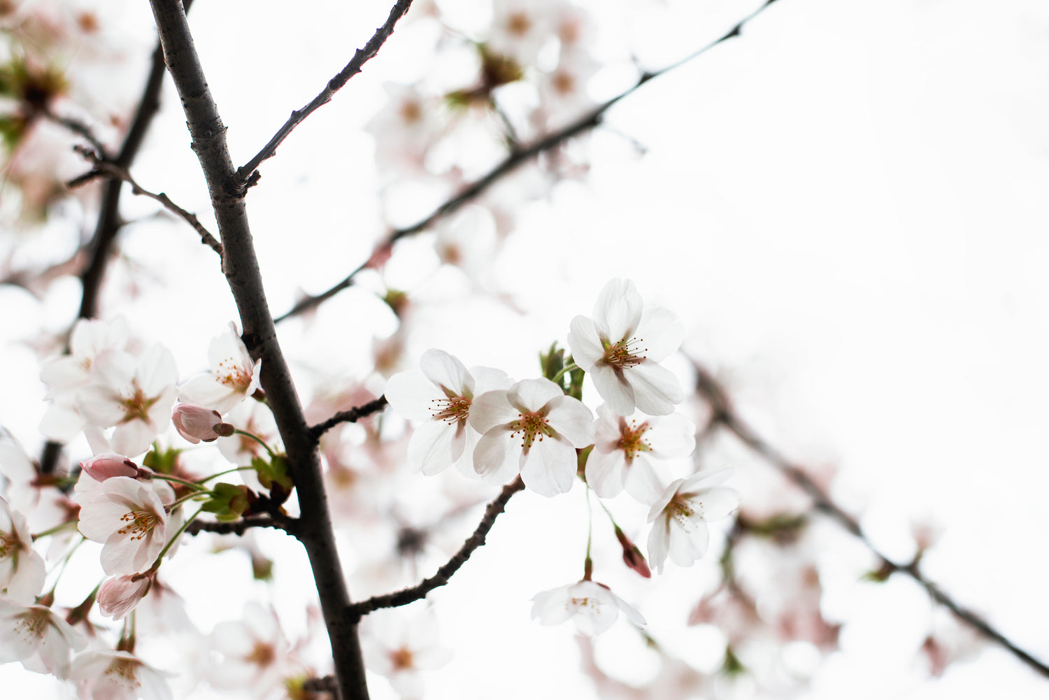 Close-up of cherry blossom flowers on a branch with a blurred background