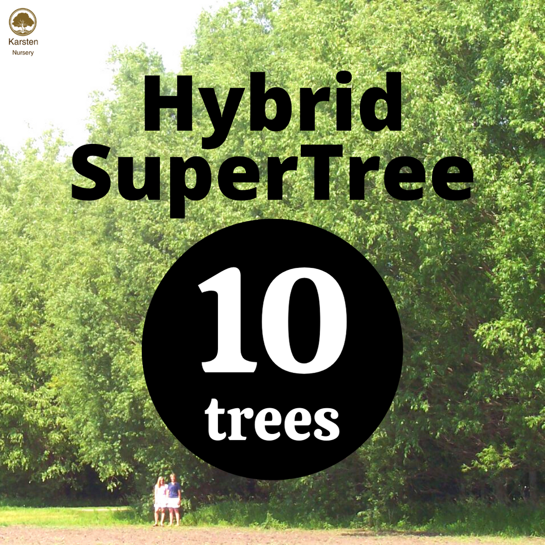 Lush green hybrid supertree combining multiple plant species in a single trunk