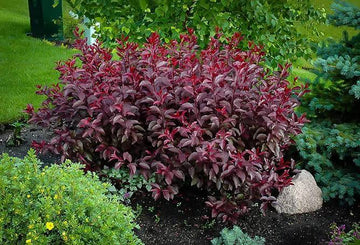 Cherry, Sand (bundles of 25)